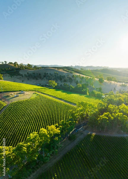Obraz Gumeracha Vines