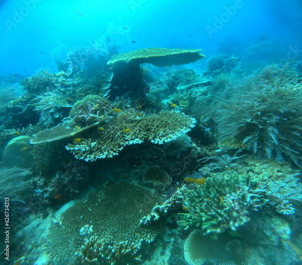 Fototapeta インドネシア、インドネシアの海、インドネシアの海の中、海の楽園、海中散歩