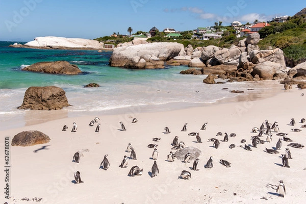 Obraz Boulder Beach with Jackass Penguins, South Africa