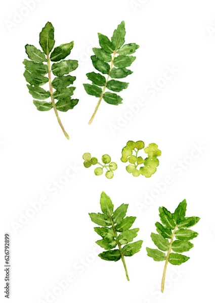 Obraz 手描きの水彩で描いた山椒の葉と実のイラスト