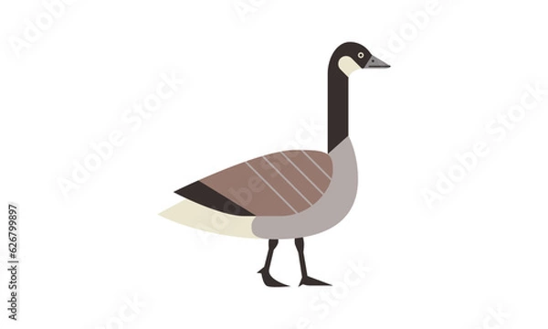 Obraz canada goose (Branta canadensis) flat style vector illustration