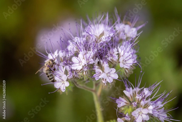 Fototapeta bee on a flower close up