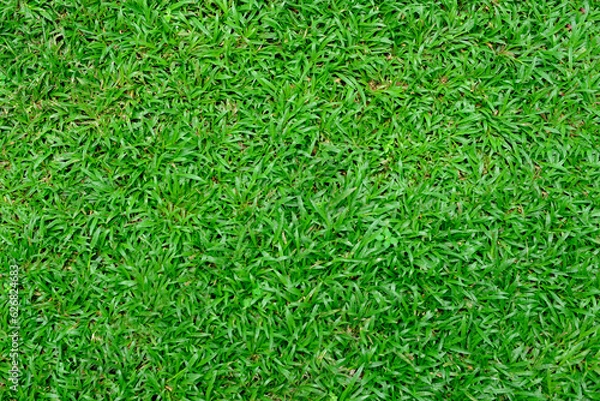 Fototapeta Textured background, close up of green grass field, view from above
