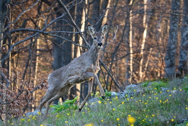 Fototapeta A deer