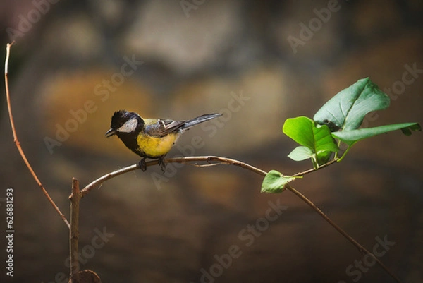 Obraz Malwa na łące