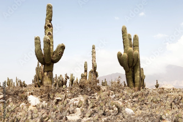 Obraz Cactus Landscape