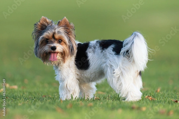 Fototapeta Portrait of Biewer terrier with her tongue out in the grass. Portrait of Biewer Yorkshire Terrier in the park