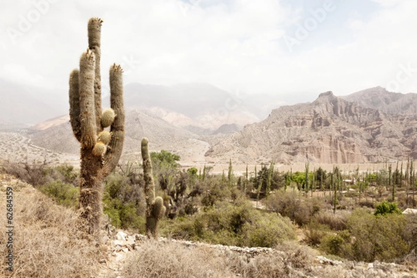 Obraz Cactus Landscape