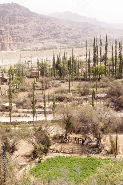 Obraz Cactus Landscape