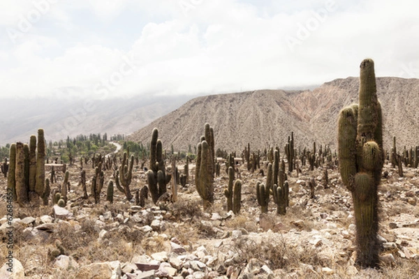 Obraz Cactus Landscape