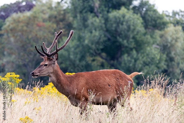 Obraz Stag in the Bushes