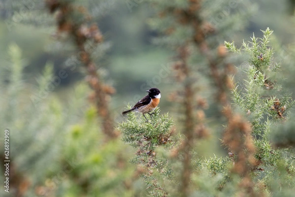 Obraz Robin through the Bushes