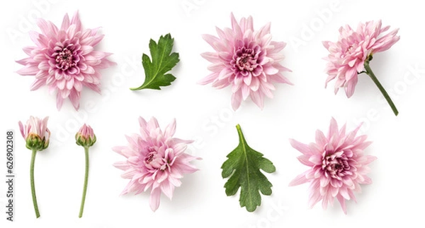 Fototapeta set / collection of delicate pink chrysanthemum flowers, buds and leaves isolated over a transparent background, cut-out floral garden or seasonal summer design elements, top view / flat lay