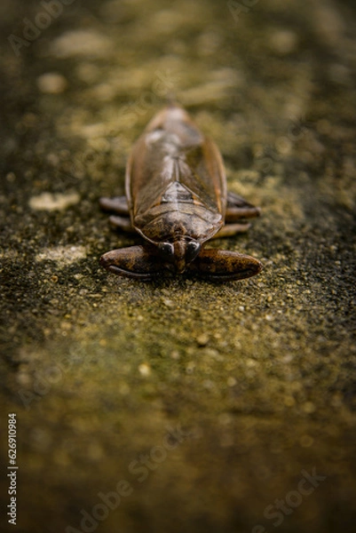 Obraz Lethocerus deyrollei, giant cockroach, water cockroach, giant insect, Lethocerus patruelis, Lethocerus, cockroach on white background, side view, giant water bug
