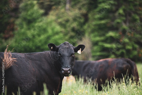 Fototapeta Close up on a front facing black angus cow in summer pasture