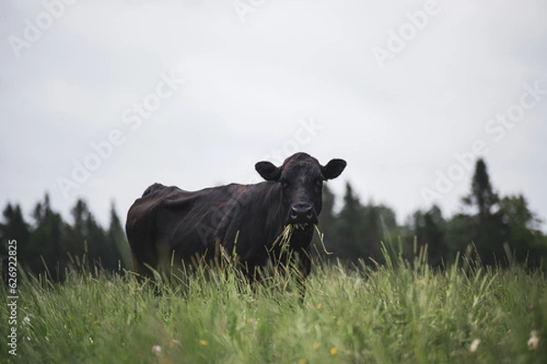 Fototapeta Close up on a front facing black angus cow in summer pasture