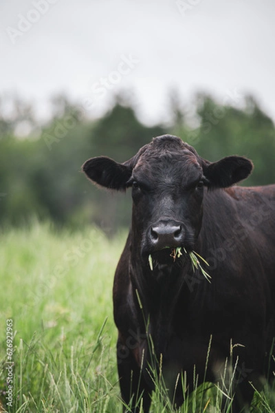 Fototapeta Close up on a front facing black angus cow in summer pasture