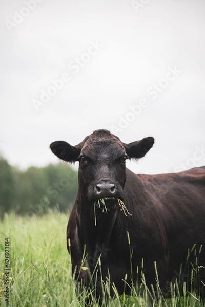 Fototapeta Close up on a front facing black angus cow in summer pasture