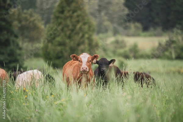 Fototapeta Two calves in front of a group of cows in a tall grass pasture