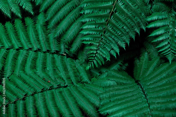 Fototapeta Green leaf abstract background, Leaf texture
