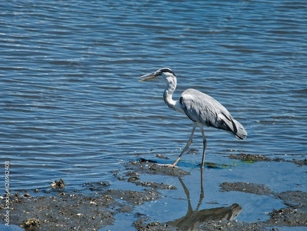 Fototapeta アオサギ