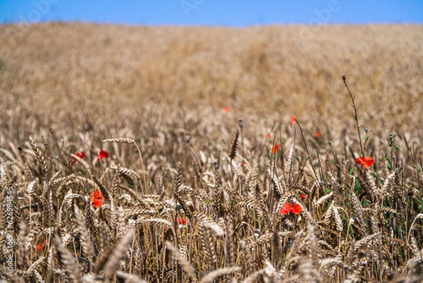 Fototapeta Wheat field ready for harvest.