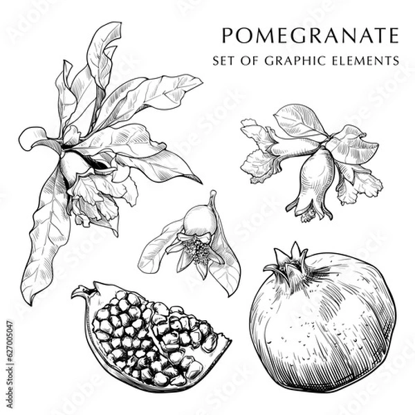 Obraz Pomegranate fruit, leaves and flowers hand drawn set. Sketch style drawing isolated on white background. EPS10 vector illustration.