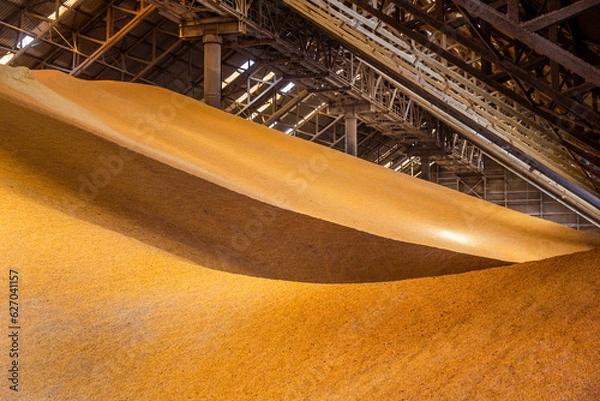 Fototapeta View inside a large corn and grain storage warehouse.