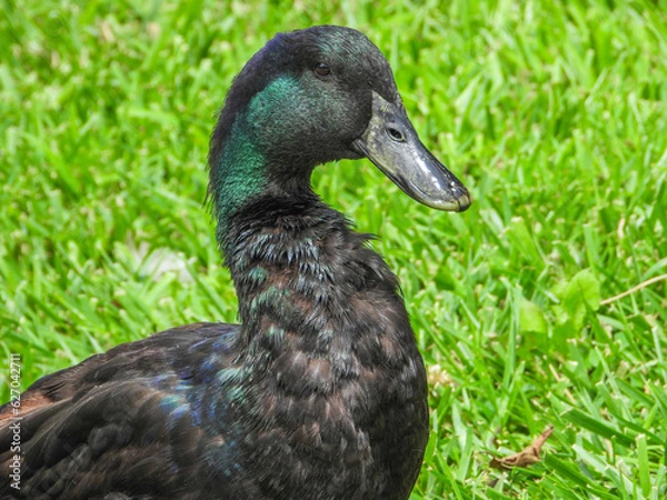 Fototapeta Cayuga Duck