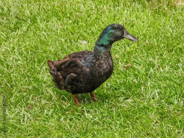 Fototapeta Cayuga Duck