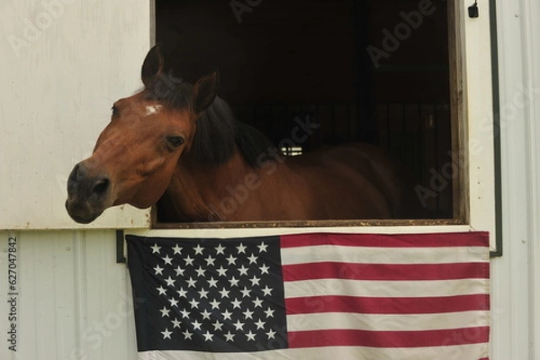 Fototapeta Horse begging for attention through the window with American flag