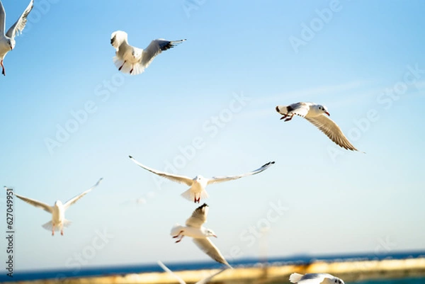 Obraz seagulls flying over the sky