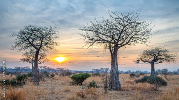Obraz sunset in the forest