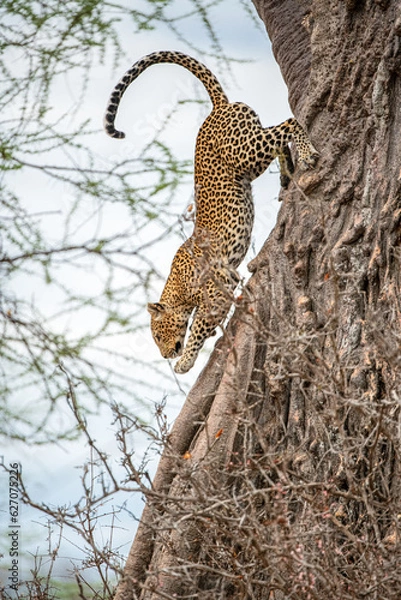 Obraz Leopard in a tree