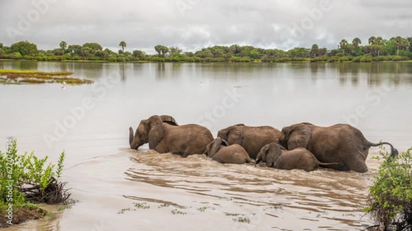 Obraz Selous Game Reserve, African Wildlife  Safari, Tanzania