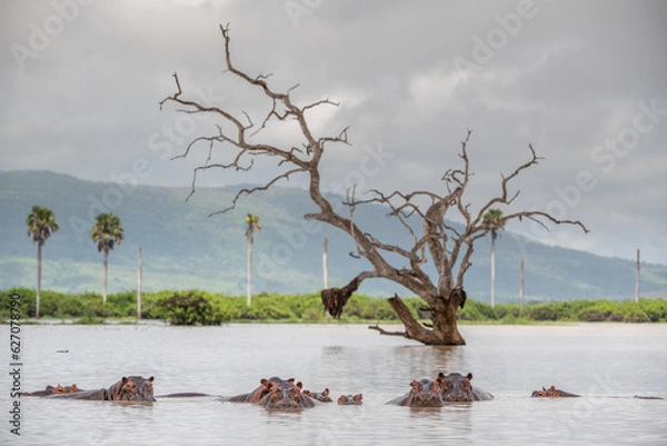 Obraz Selous Game Reserve, African Wildlife  Safari, Tanzania