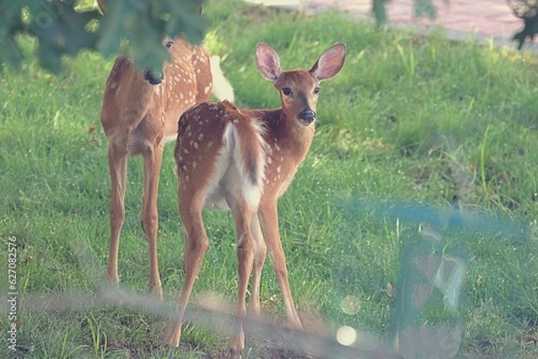 Obraz baby deer