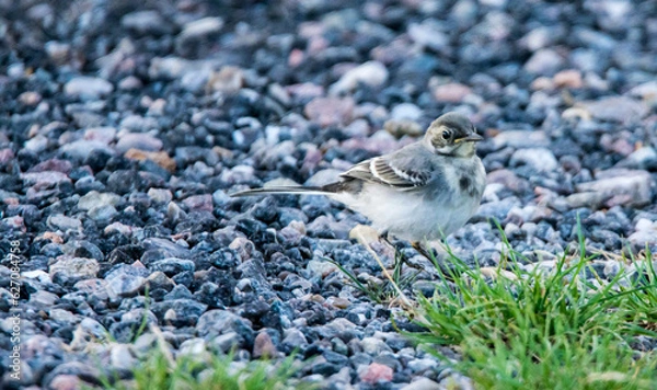 Obraz Junge Bachstelze