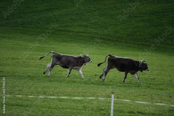 Obraz running cows in a field