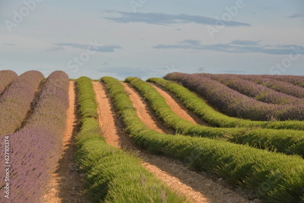 Obraz Lavender field in Provence