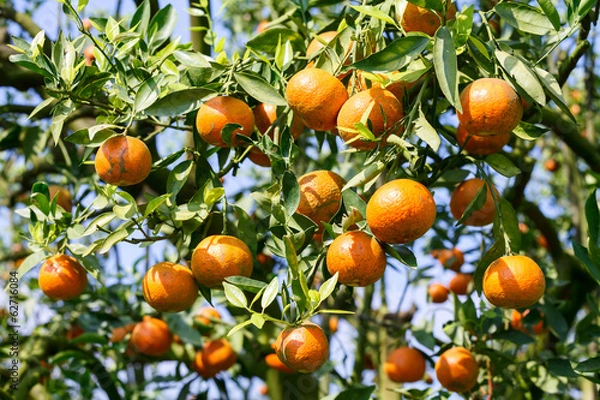 Obraz fresh orange on plant, orange tree