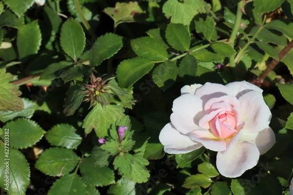Fototapeta Beautiful, natural, pink roses on a green bush in the garden in summer on a clear day
