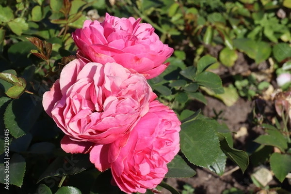 Fototapeta Beautiful, natural, pink roses on a green bush in the garden in summer on a clear day