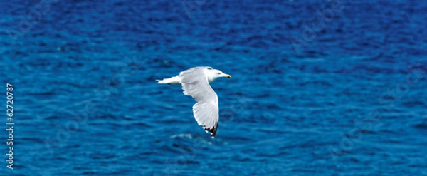 Obraz white seagull flying