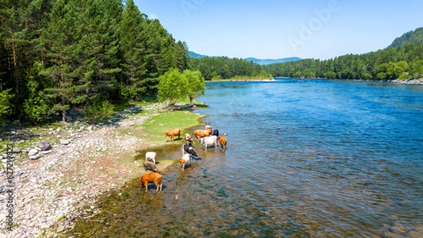 Obraz Cows in river