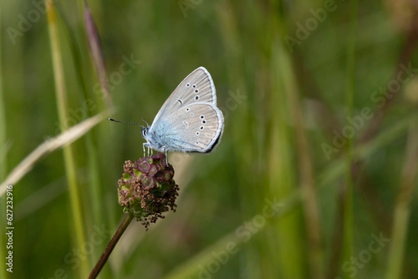 Obraz Hauhechel-Bläuling (Polyommatus icarus)