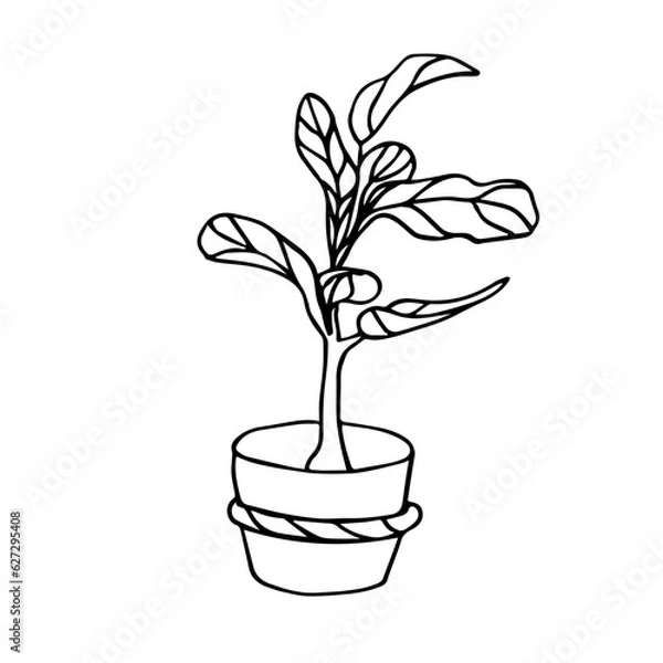 Fototapeta The Fiddle Leaf Fig. Doodle illustration of a potted houseplant . Line art. Design element