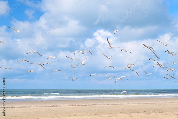 Obraz Seagulls at the beach