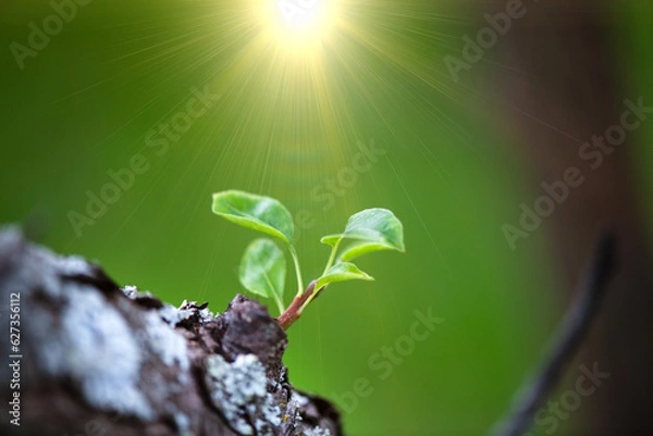 Fototapeta Young plant small tree sprout on bokeh background. Close-up of  seedling plant. The concept of caring for the earth, ecology and new life.