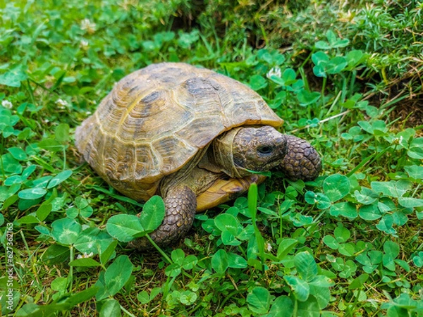 Obraz A close-up of a land turtle among green vegetation on a summer day